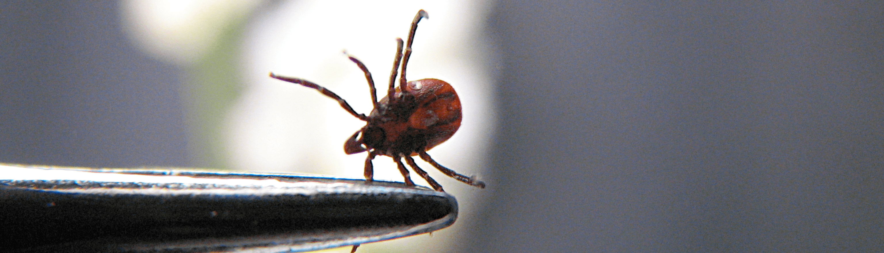 tick removal, remove ticks from skin