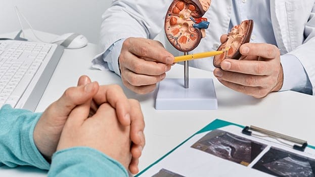 Doctor showing patient the details of the kidney